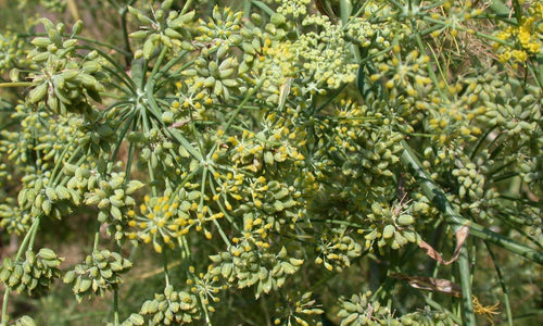 Organic Fresh Fennel Seeds