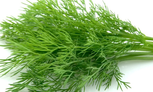 Organic Fennel Leaves