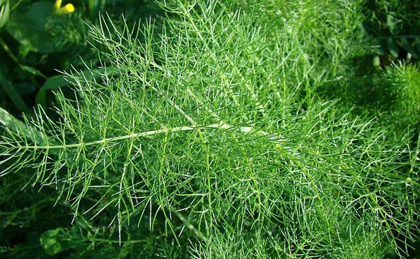 Organic Fennel Leaves