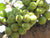 Organic Cluster Fig ( Ficus Racemosa )