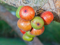 Organic Cluster Fig ( Ficus Racemosa )