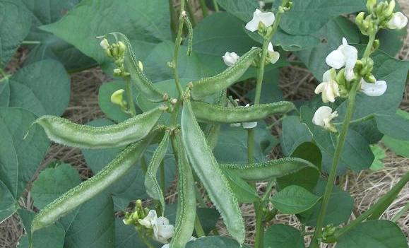Organic Flat beans – GreenDNA® India
