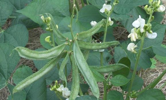 Organic Flat beans