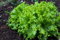 Organic Lettuce Green