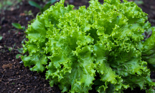 Organic Lettuce Green
