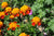 Organic French Marigold Flowers