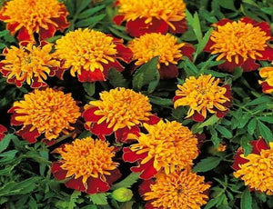 Organic French Marigold Flowers
