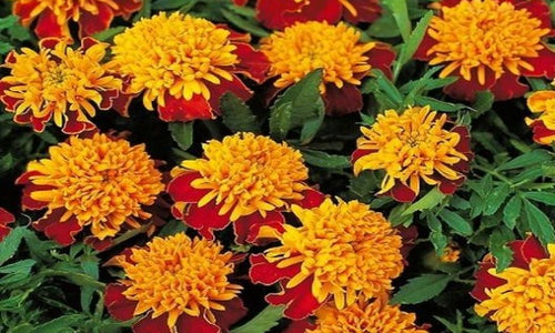 Organic French Marigold Flowers