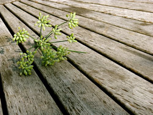 Organic Fresh Fennel Seeds