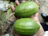 Organic Gandharaj Lemon (Kagzi Nibu)