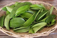 Organic Graviola (Soursop) Leaves