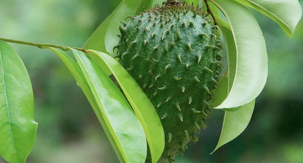 Organic Graviola-Lakshman Phal(Soursop)