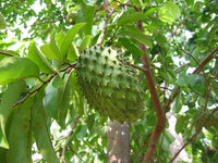 Organic Graviola-Lakshman Phal(Soursop)