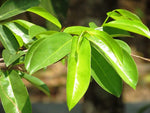 Organic Graviola (Soursop) Leaves
