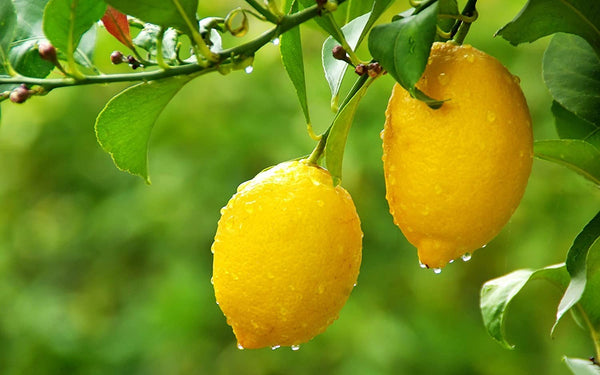 Organic Gandharaj Lemon (Kagzi Nibu)