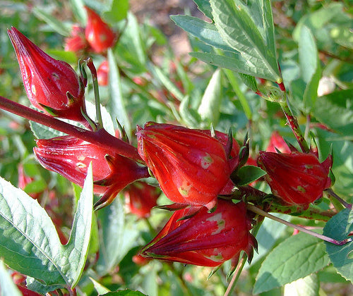 Organic Gongura Leaves