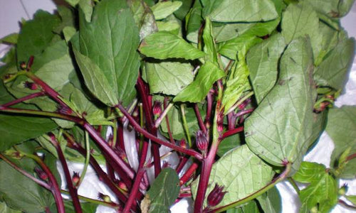 Organic Gongura Leaves