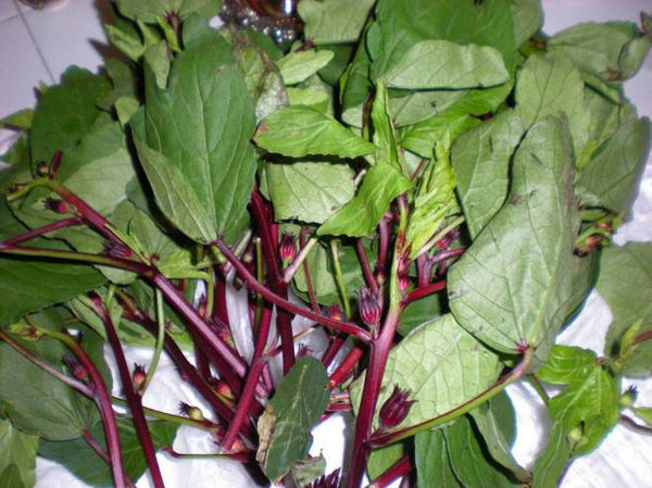 Organic Gongura Leaves