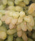 Organic Green Grapes