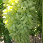 Organic Green Grapes