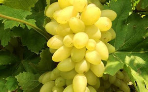 Organic Green Grapes