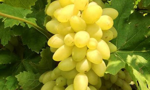 Organic Green Grapes