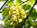 Organic Green Grapes Thompson