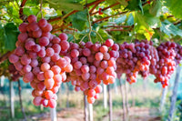 Organic Red Flame Grapes
