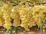 Organic Green Grapes Thompson