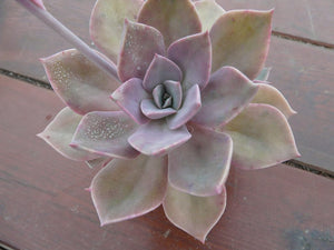 Graptoveria Douglas Huth Pink-Succulent