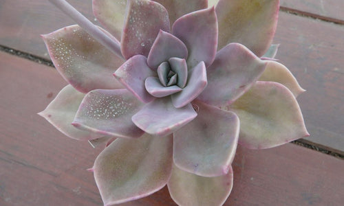 Graptoveria Douglas Huth Pink-Succulent