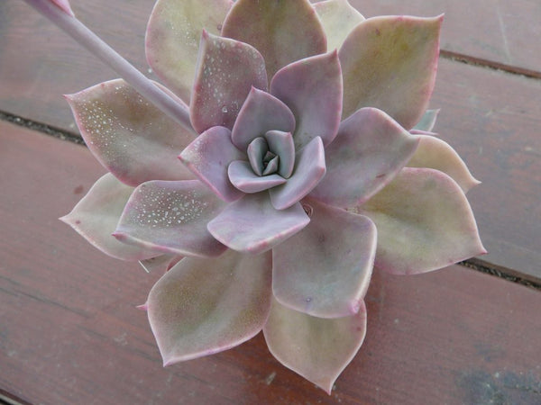 douglas huth succulent Graptoveria Douglas Huth Pink-Succulent – GreenDNA® India