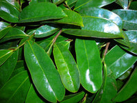 Organic Graviola (Soursop) Leaves