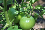 Organic Green tomato