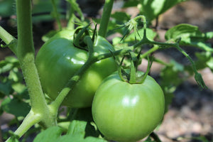 Organic Green tomato