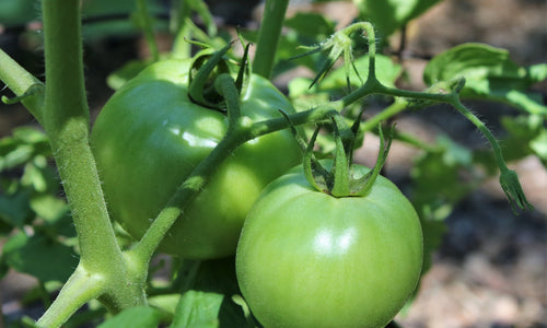 Organic Green tomato