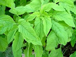 Organic Amaranthus Green