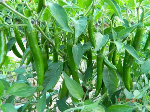 Organic Green Chilli