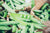 Organic Green Peas Natti