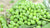 Organic Green Peas Natti