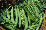 Organic Green peas