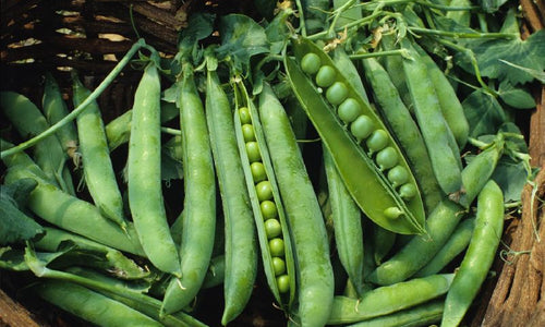 Organic Green peas