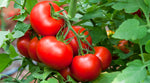 Organic Baby Tomato(Nati)