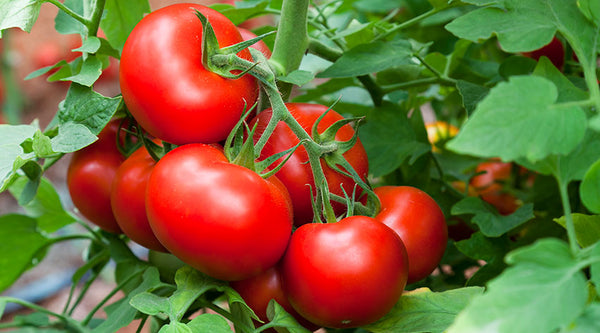 Organic Baby Tomato(Nati)