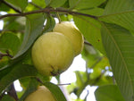Organic Guava Ripened