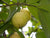 Organic Guava Ripened