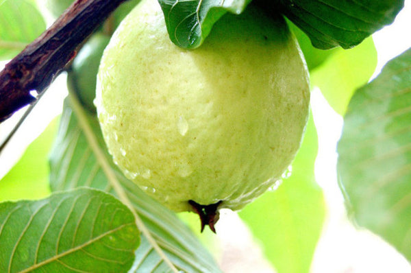 Organic Guava Ripened