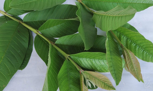 Organic Fresh Guava leaves