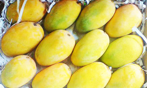 Organic Kesar Mango