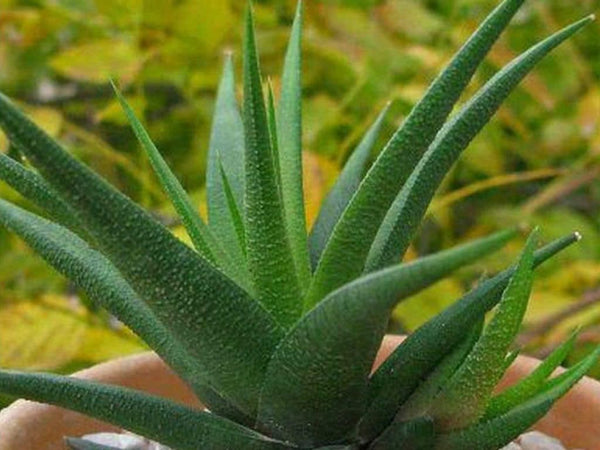 Haworthia Glabarta